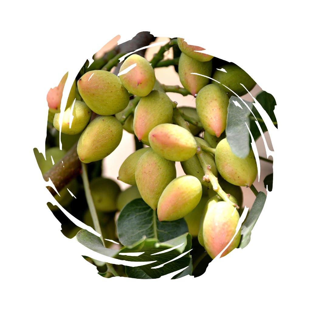 https://ramoninternational.com/upload/txnL4ck1659772710pto.jpg